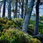 Wood and Water: A Passion Project from the Caledonian Forest